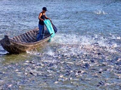 Campuchia nhập khẩu mạnh cá nuôi của Đồng Bằng Sông Cửu Long