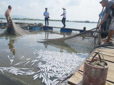 Phú Lộc (Thừa Thiên Huế) cá nuôi lồng chết do thay đổi môi trường nước đột ngột
