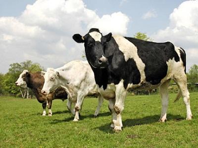 Cách xử lý sót nhau, viêm tử cung có mủ trên bò sữa