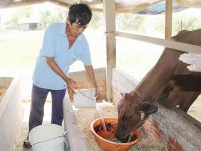 Biện pháp hạn chế tác hại của hạn mặn đến đàn vật nuôi