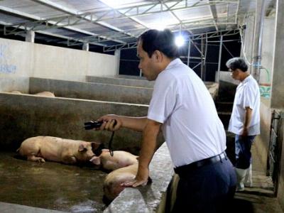Ngành chăn nuôi tỉnh Bình Dương từng bước đẩy lùi chất cấm trong chăn nuôi