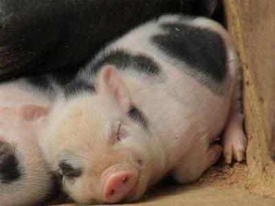 Chế độ ăn ít protein ở lợn làm giảm khí thải nitơ
