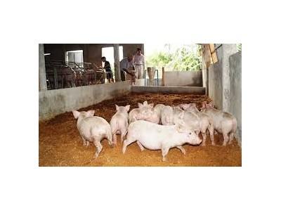 Huyện Nga Sơn (Thanh Hóa) có 479 hộ chăn nuôi sử dụng đệm lót sinh học