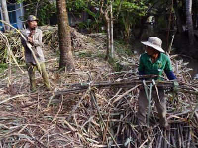 Đồng hành với hộ dân nhà nông vùng hạn, mặn