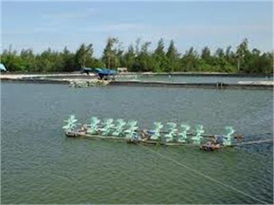 Diện tích thả nuôi tôm chỉ đạt khoảng 35%