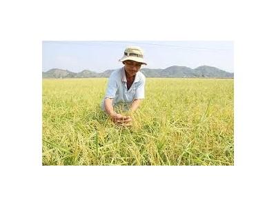 Đăng ký nhãn hiệu gạo nếp Quýt Đạ Tẻh