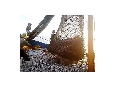Cấm giã cào bay hoạt động có thời hạn trên vùng biển Bình Thuận