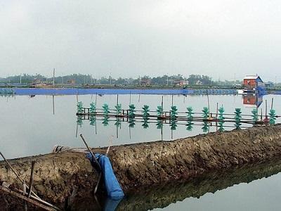 Giảm hiệu quả chi phí trong nuôi tôm - Phần 2 (Phần cuối)