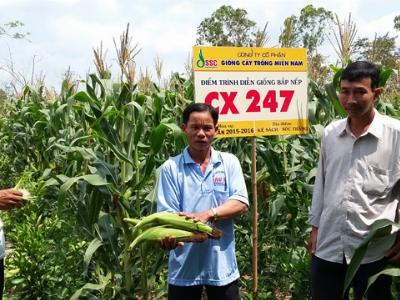 Giống bắp CX 247 chịu hạn tốt, năng suất cao