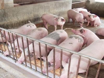 Heo hơi tăng 6.000 đồng đến 7.000 đồng/kg