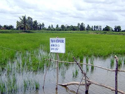 Mô hình luân canh tôm - lúa thích ứng xâm nhập mặn