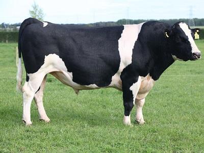 Mối liên quan giữa hàm lượng selen trong sữa với sức khoẻ bầu vú của bò sữa