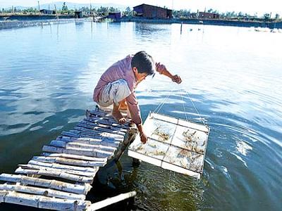 Một số biện pháp phòng chống rét cho thủy sản - Phần 3 (Phần cuối)