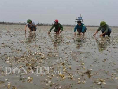 Ngao chết ở Quảng Ninh lượng lớn giống nhập từ Trung Quốc