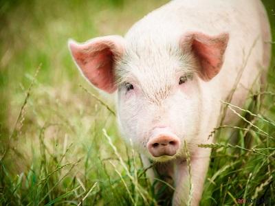 Ngũ cốc được lưu trữ trong kho kín làm tăng khả năng tiêu hóa chất dinh dưỡng ở lợn nuôi vỗ béo