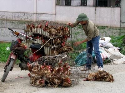 Nhập gà trung quốc nguy cơ dân ăn thịt rác, người nuôi mất nghiệp