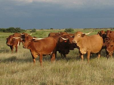 Nông dân nuôi bò sữa có thể chống lại mối đe dọa của bệnh Johne