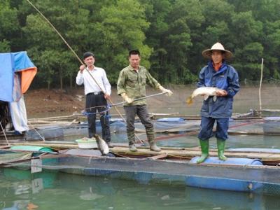 Nuôi cá lồng trên các hồ chứa tiềm năng còn bỏ ngỏ