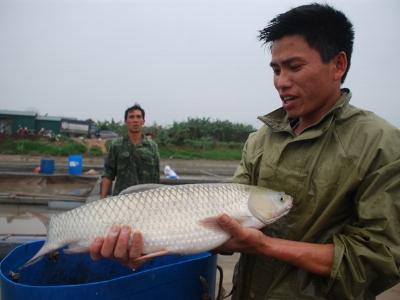 Độc đáo nuôi cá theo kiểu cho ăn chay