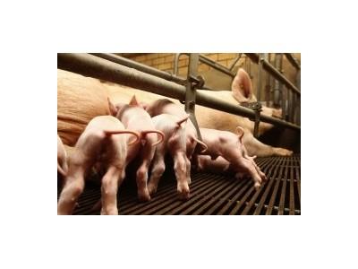 Tăng cường khả năng miễn dịch cho lợn với chất phụ gia men