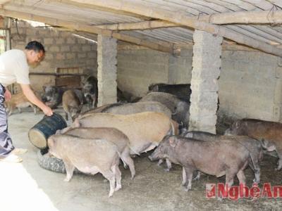 Thu 500 triệu đồng mỗi năm từ nuôi lợn rừng