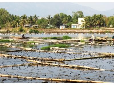 Nuôi vẹm trái phép trên sông Quán Trường