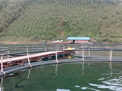 Yên Bái hỗ trợ phát triển thuỷ sản với mức 500 triệu đồng/năm