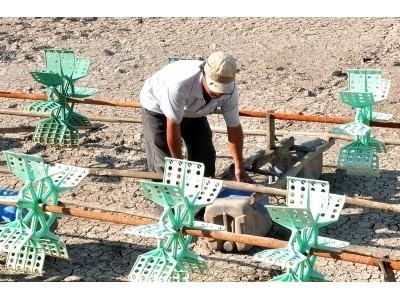 Cà Mau siết chặt quản lý tôm giống nhập tỉnh