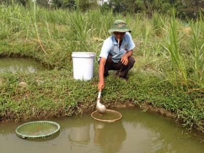 Giàu nhờ sản xuất cá lóc giống