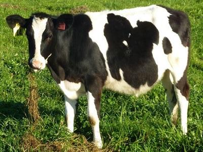 Sữa non từ bò mẹ khi được bảo quản đúng cách vẫn rất tốt cho bê con
