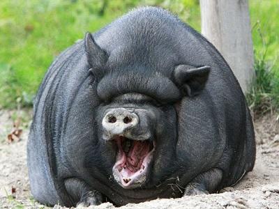 Sức khỏe đường ruột lợn nái trọng lượng lứa lợn tăng cao hơn