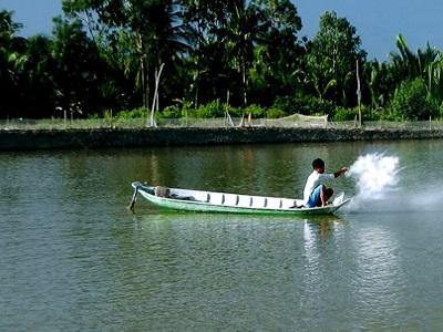 Thả tôm giống và cách chăm sóc, quản lý môi trường ao nuôi - Phần 2 (Phần cuối))