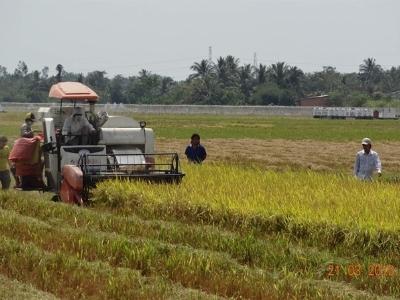 Gạo thơm, gạo nếp thiếu nguồn cung