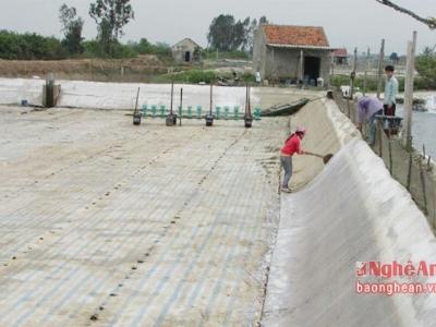 Quỳnh Lưu (Nghệ An) gần 5ha tôm bị nhiễm bệnh đốm trắng và gan tụy