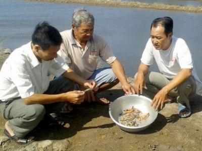 Nông dân Thới Bình điêu đứng vì tôm chết
