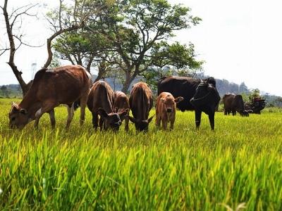 Cả trăm trâu bò chết hạn: Di dời đàn đến nơi có thức ăn