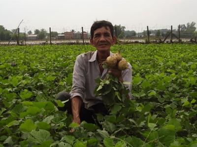Củ đậu to, ngọt, ít sâu bệnh nhờ bón phân Văn Điển