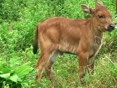 Vai trò của Toyocerin đối với khả năng miễn dịch của bê