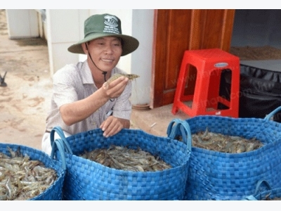 Nuôi tôm theo công nghệ Biofloc, vụ nào cũng thắng đậm