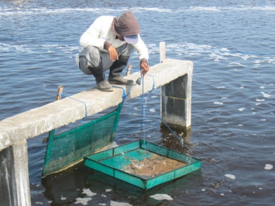 Feed management improves profits in intensive white shrimp farming