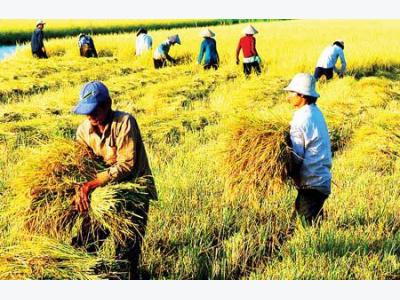Tái cơ cấu nông nghiệp, yêu cầu cấp thiết