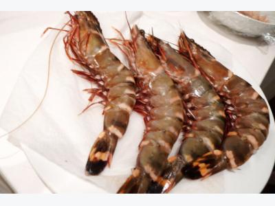 New disease has Indian shrimp farmers mulling return to black tiger