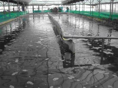 Recirculating Aquaculture Systems (RAS)