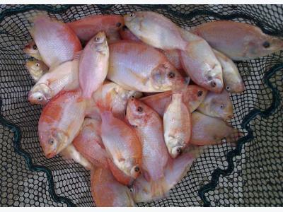 Advances In Tilapia Broodstock Management