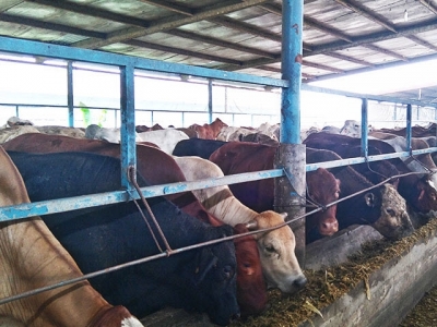 Central Highlands develops large-scale cattle farming