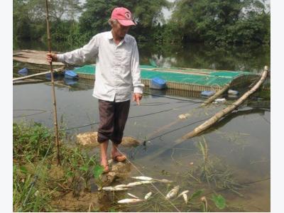 Mass fish deaths reported in fresh water cages
