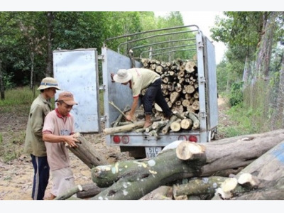 Thương nhân Trung Quốc tranh mua gỗ cao su, giá tăng chóng mặt