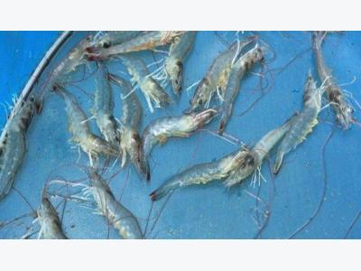 Cefas develops technology to help combat shrimp disease