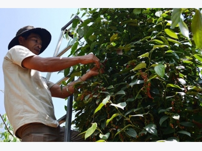 Coffee, pepper enterprises and farmers should connect well