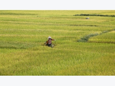 Vietnams rice export prices stable despite concerns over quality